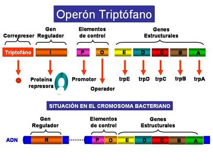 http://www.ucm.es/info/genetica/grupod/Operon/Operon8.jpg