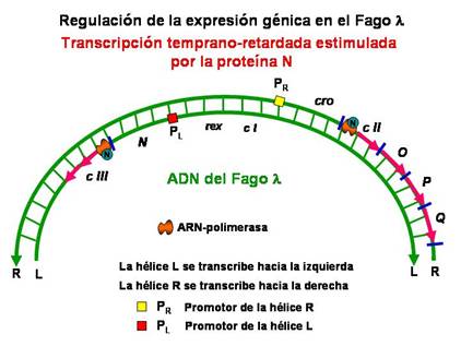 http://www.ucm.es/info/genetica/grupod/Operon/Operon14.jpg