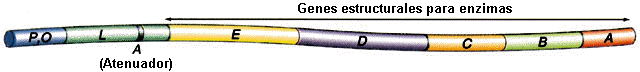 http://www.ucm.es/info/genetica/grupod/Operon/ATENUA6.BMP