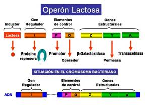 http://www.ucm.es/info/genetica/grupod/Operon/Operon1.jpg