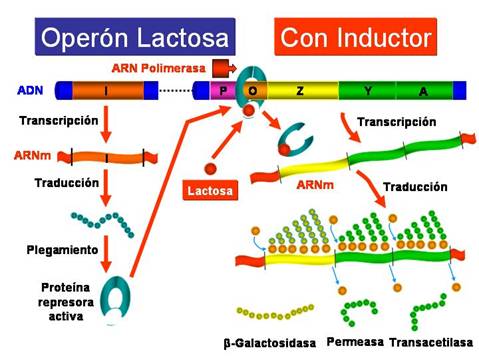 http://www.ucm.es/info/genetica/grupod/Operon/Operon3.jpg