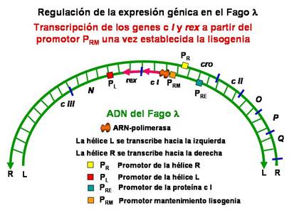http://www.ucm.es/info/genetica/grupod/Operon/Operon16.jpg