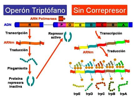 http://www.ucm.es/info/genetica/grupod/Operon/Operon10.jpg