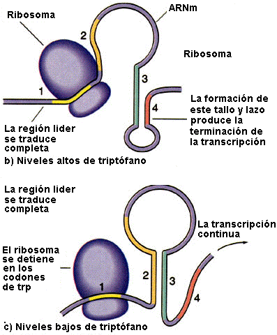 http://www.ucm.es/info/genetica/grupod/Operon/ATENUA3.BMP